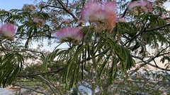 Albizia julibrissin