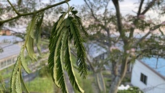Albizia julibrissin