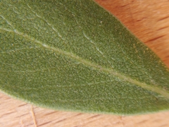 Arctostaphylos franciscana