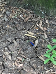 Plinthocoelium suaveolens