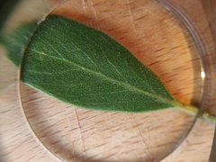 Arctostaphylos franciscana