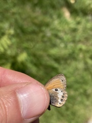 Coenonympha gardetta darwiniana