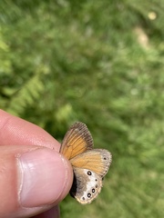 Coenonympha gardetta darwiniana