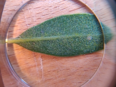 Arctostaphylos franciscana
