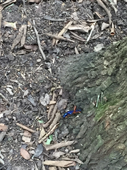 Plinthocoelium suaveolens