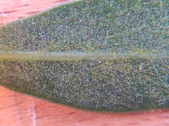 Arctostaphylos franciscana