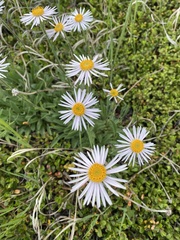 Aster alpinus vierhapperi