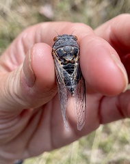 Hadoa chiricahua