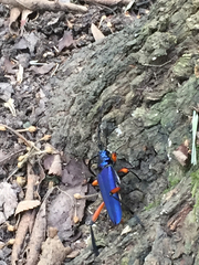 Plinthocoelium suaveolens