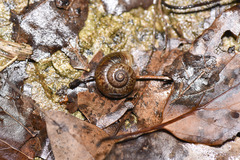 Cyclophorus martensianus