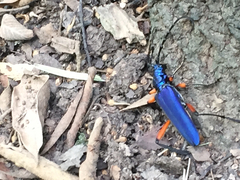 Plinthocoelium suaveolens