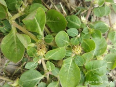 Alternanthera