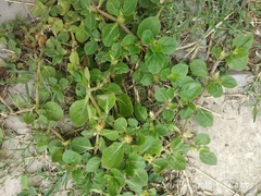Alternanthera
