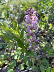 Pedicularis verticillata