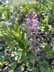 Pedicularis verticillata
