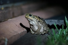 Rhinella marina