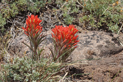 Castilleja scabrida scabrida
