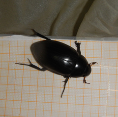 Hydrophilus pistaceus