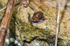 Cyclophorus martensianus