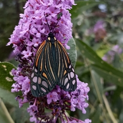 Campylotes histrionicus