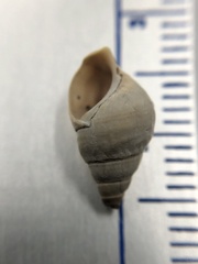 Bithynia tentaculata