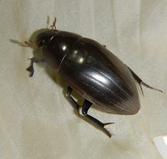 Hydrophilus pistaceus