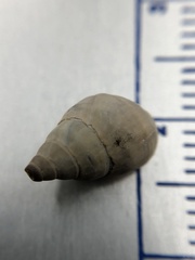 Bithynia tentaculata