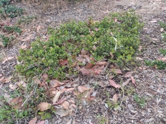 Arctostaphylos franciscana