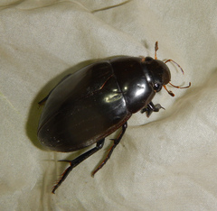Hydrophilus pistaceus