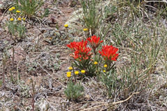 Castilleja scabrida scabrida