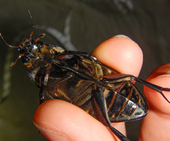 Hydrophilus pistaceus