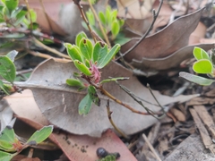 Arctostaphylos franciscana