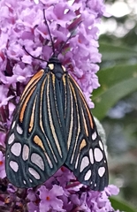 Campylotes histrionicus