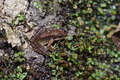 Rana longicrus