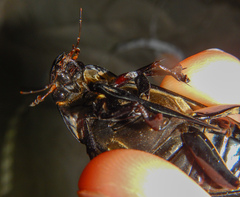 Hydrophilus pistaceus
