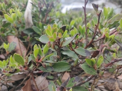 Arctostaphylos franciscana