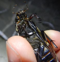 Hydrophilus pistaceus