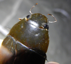 Hydrophilus pistaceus