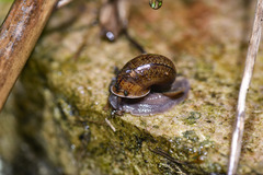 Cyclophorus martensianus