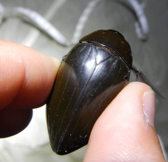 Hydrophilus pistaceus