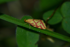 Hypercallia citrinalis