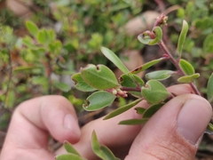 Arctostaphylos franciscana