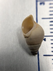 Bithynia tentaculata