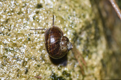 Cyclophorus martensianus