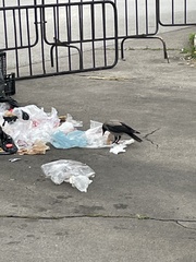 Corvus cornix