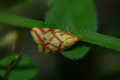 Hypercallia citrinalis
