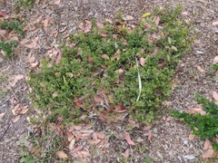 Arctostaphylos franciscana
