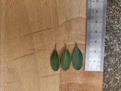 Arctostaphylos franciscana