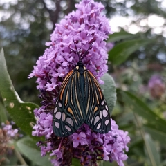 Campylotes histrionicus