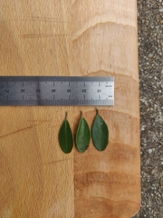 Arctostaphylos franciscana